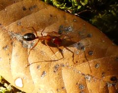 Camponotus nylanderi