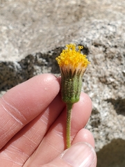 Raillardella scaposa