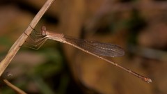 Indolestes insularis