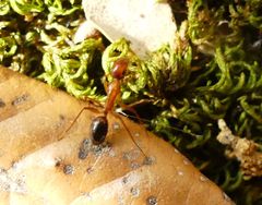 Camponotus nylanderi