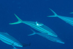 Elagatis bipinnulata