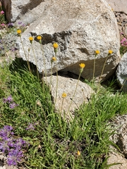 Raillardella scaposa