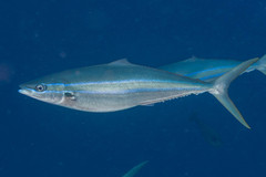Elagatis bipinnulata