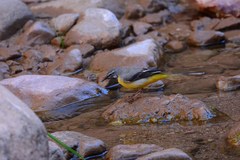Motacilla cinerea cinerea