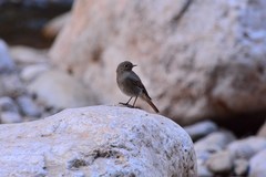 Phoenicurus ochruros gibraltariensis