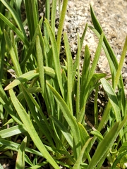 Raillardella scaposa