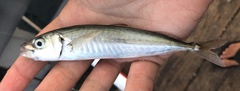 Trachurus symmetricus