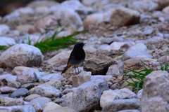 Phoenicurus ochruros gibraltariensis