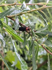 Cantharis fusca