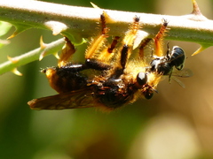 Pogonosoma maroccanum