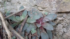 Crassula orbicularis