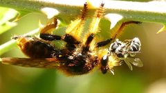 Pogonosoma maroccanum