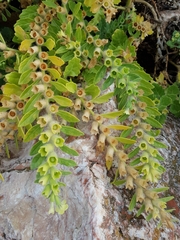 Hyoscyamus
