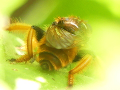 Pogonosoma maroccanum