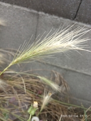 Hordeum murinum