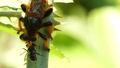 Pogonosoma maroccanum