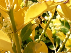 Philanthus triangulum
