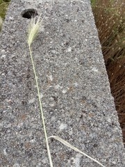 Hordeum murinum