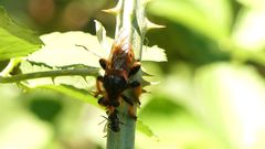 Pogonosoma maroccanum