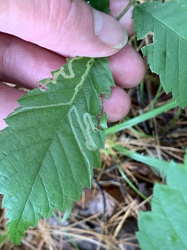 Elm Agromyzid Leafminer photo 6