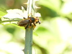 Pogonosoma maroccanum