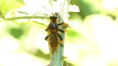 Pogonosoma maroccanum