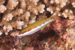 Thalassoma quinquevittatum