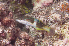 Thalassoma nigrofasciatum
