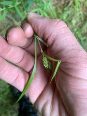 Carex pallescens