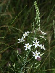 Ornithogalum pyramidale