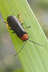 Silis ruficollis