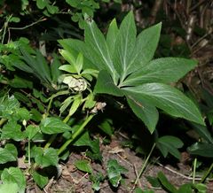 Helleborus viridis