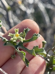 Ibervillea sonorae