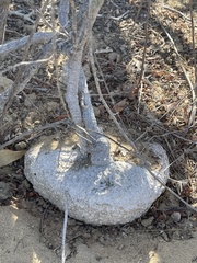 Ibervillea sonorae