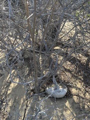 Ibervillea sonorae