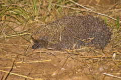 Erinaceus