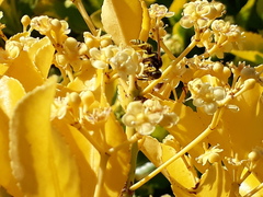 Philanthus triangulum