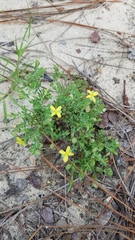 Hypericum suffruticosum