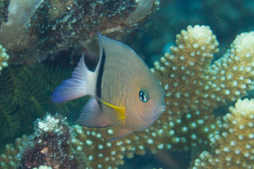 Blackbar Damselfish