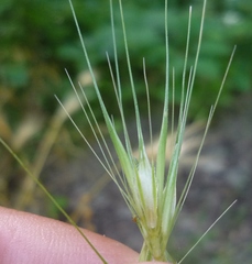 Hordeum murinum murinum