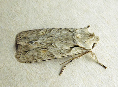 Lithophane ornitopus