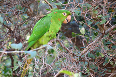 White-Eyed Parakeet photo 5