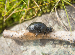Meloe rugosus