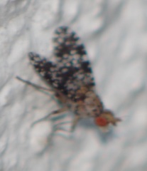 Trypetoptera punctulata