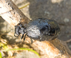 Meloe rugosus