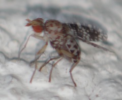 Trypetoptera punctulata