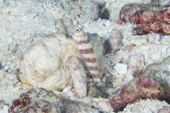 Amblyeleotris wheeleri