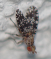 Trypetoptera punctulata