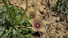 Orbea verrucosa