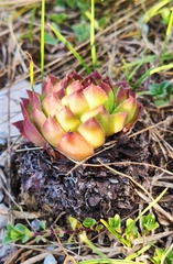 Sempervivum tectorum
